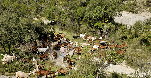 Les chèvres à Mathieu Rio dans le massif